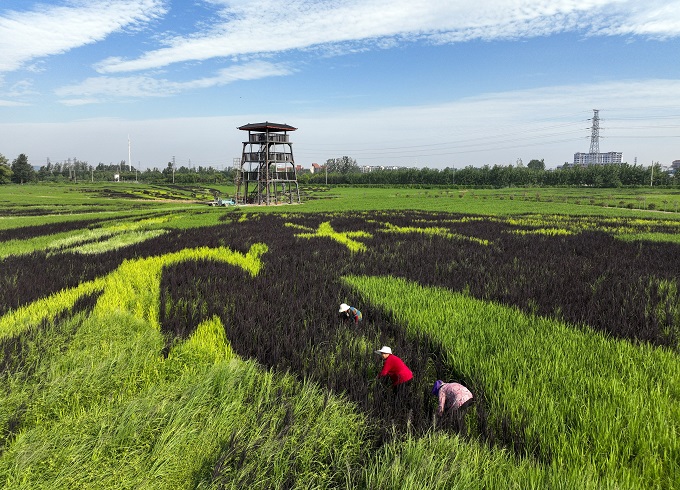 航拍下的徐州市铜山区棠张镇占地80余亩的巨幅稻田画，成为田园中一道美丽的丰收画卷。通讯员高刚摄_proc.jpg